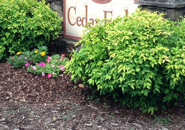 East-Cedar-Forks2