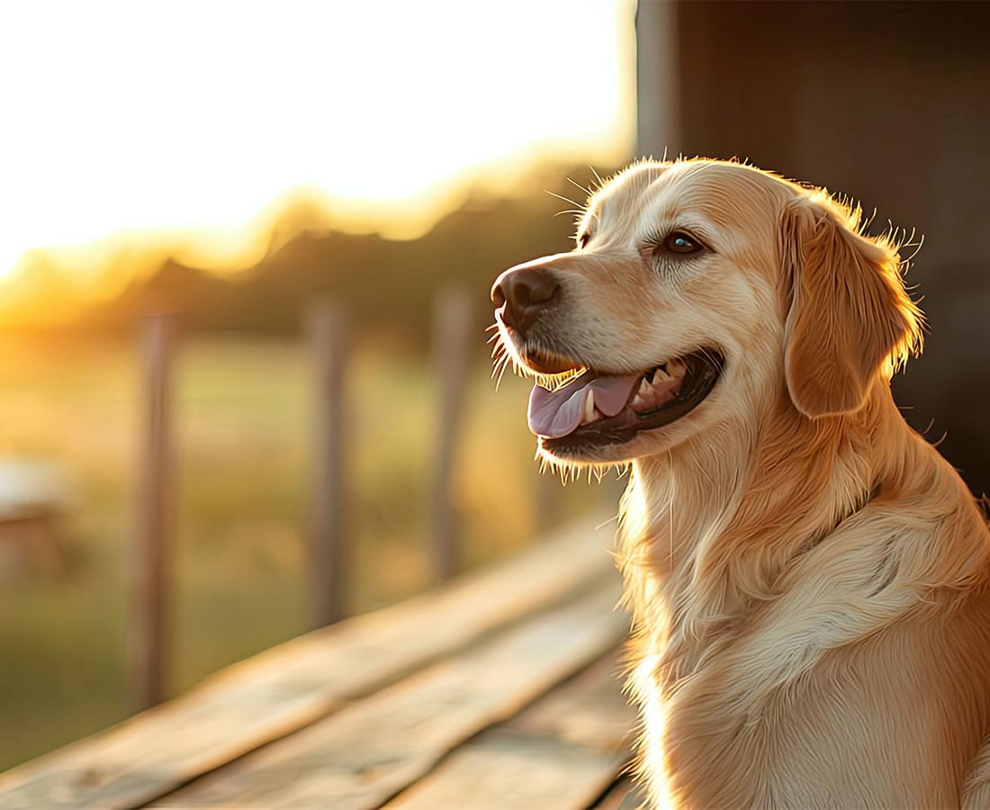 Webcard-dog-on-porch