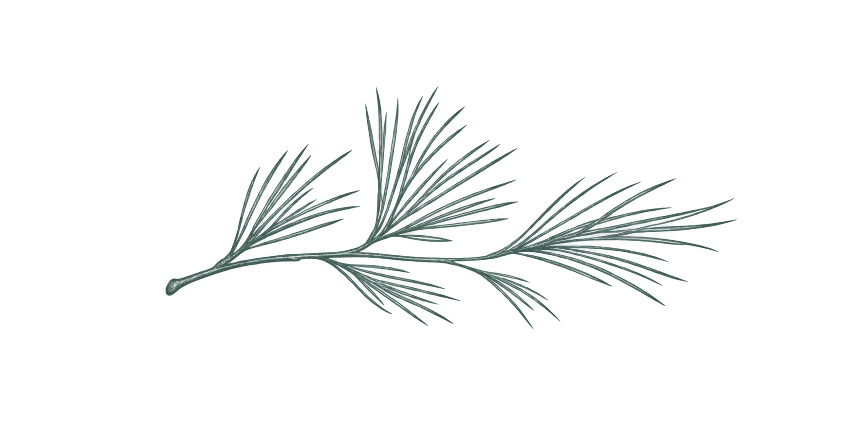 pine sprig 1