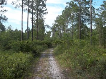 Oakleaf Plantation