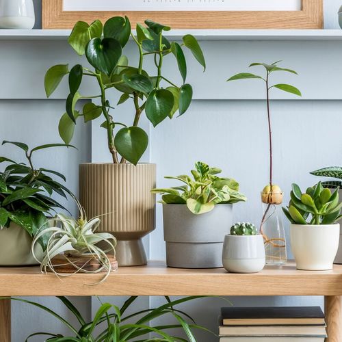 10 Essential Tips For Maintaining Indoor Plants