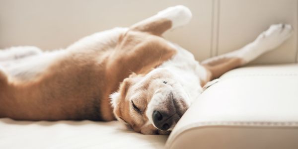 What to do with your beloved pets during …