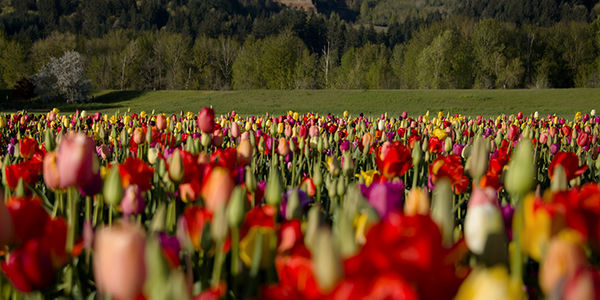 Woodland Tulip Gardens