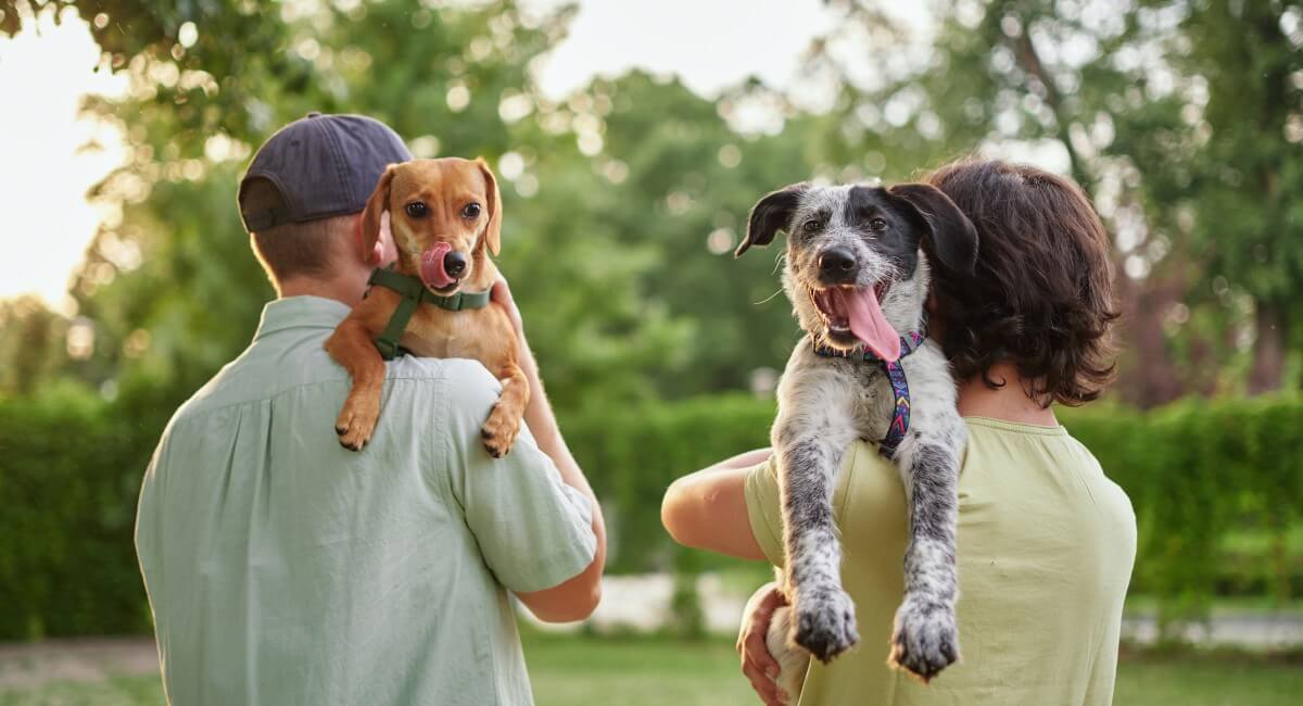 Pet Owners: Features That Quietly Add Value &hellip;