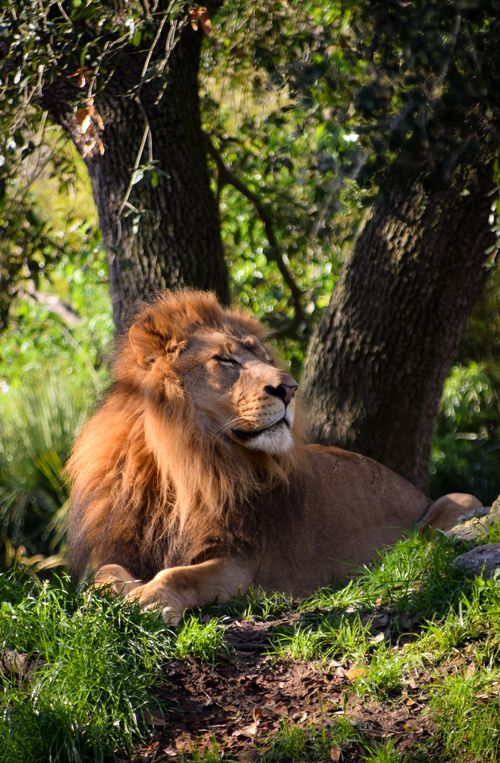 The Wild Wonders of Jacksonville: Exploring the &hellip;