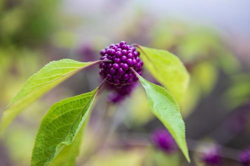 Nature's Oasis: A Journey through the Enchanting &hellip;