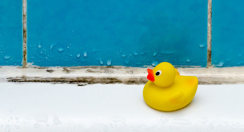 What You Need To Know About Mold