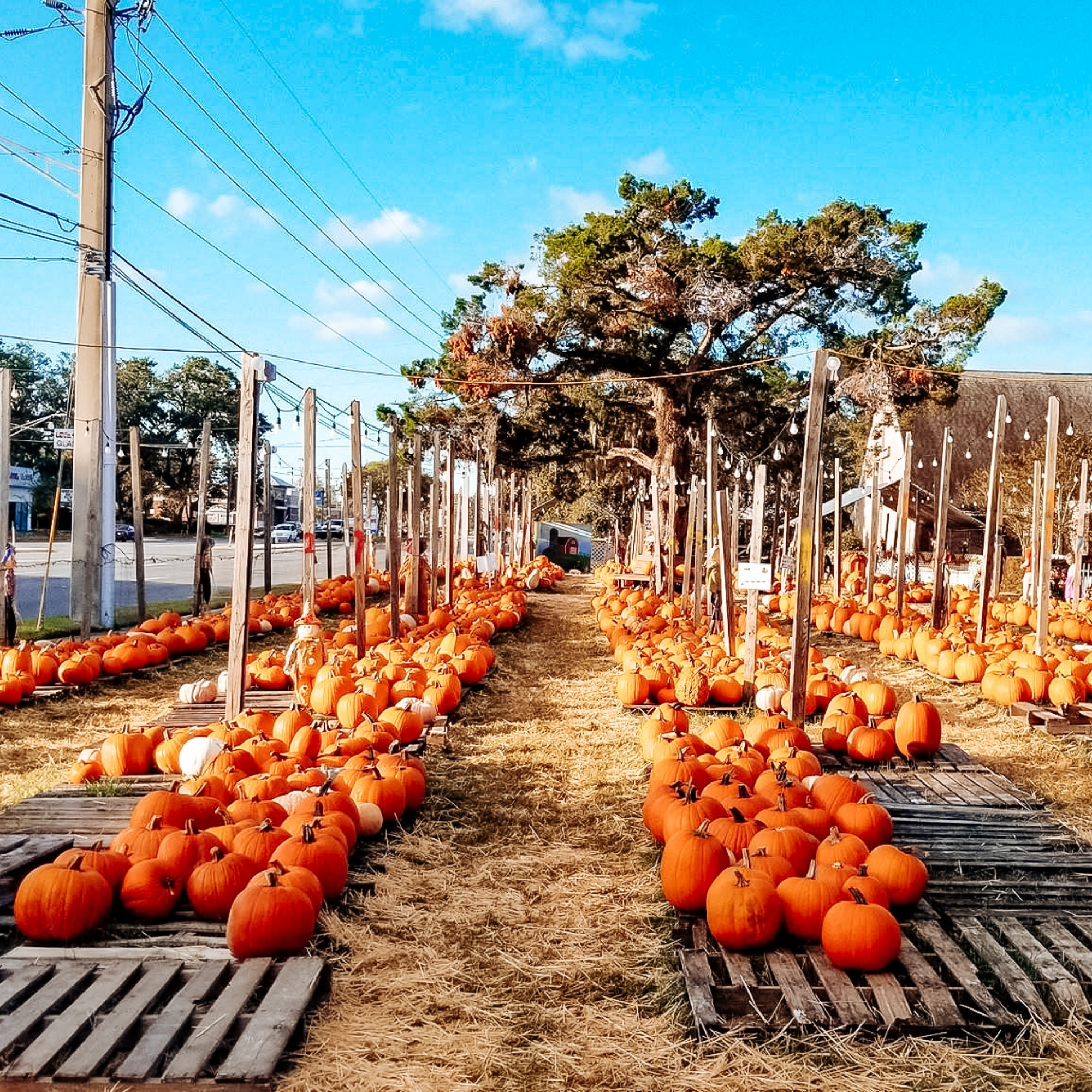 pumpkin-patch-church