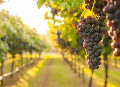 Grape,Harvest