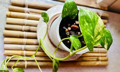 Best Healthy Home Upgrades For 2023