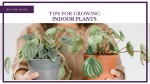 Indoor-Plants-1024×576