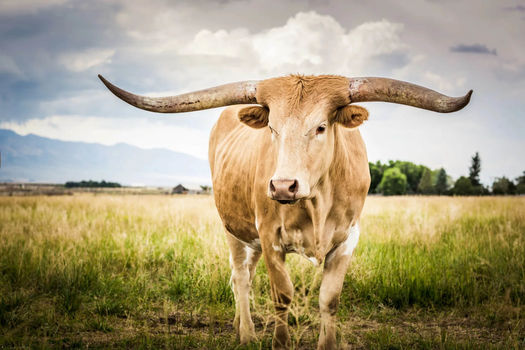 Dripping Springs/Driftwood