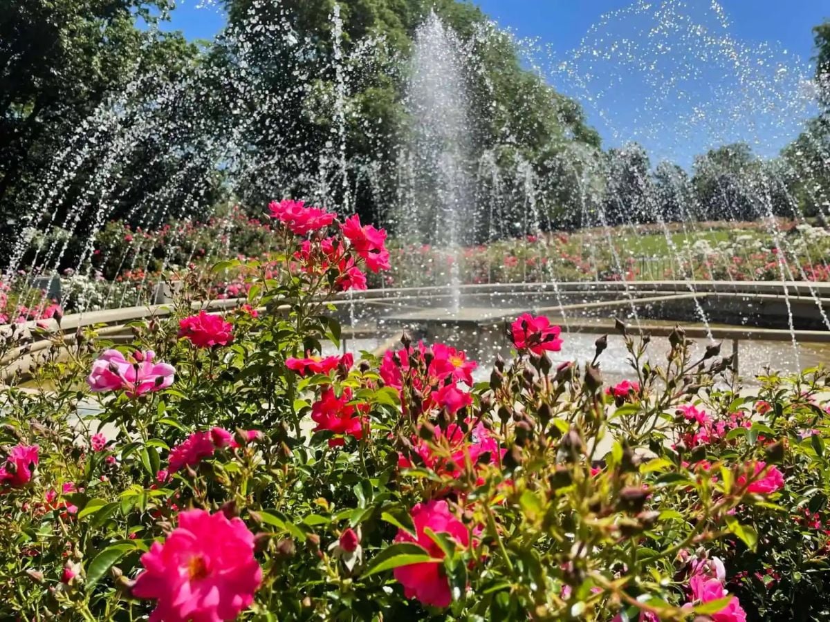 Park of roses